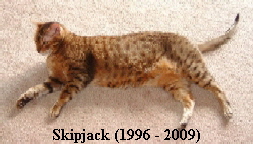 Skipjack (Skipper) the Bengal Boy